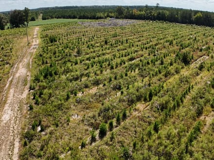 Northampton County Timber Recreational Tract