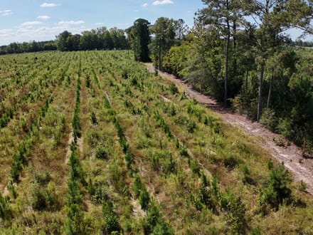 Northampton County Timber Recreational Tract