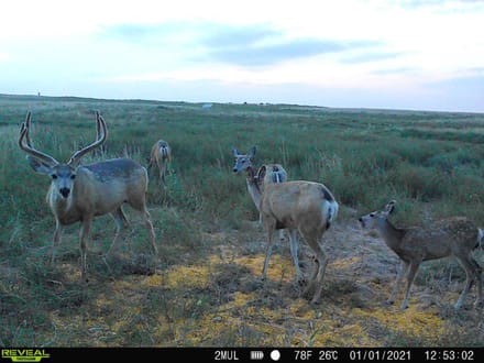 High Plains Hunting Farm