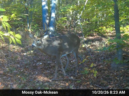 0 Smith Rd, Eldred, PA 