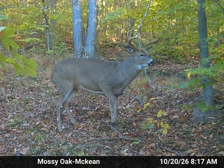 0 Smith Rd, Eldred, PA 