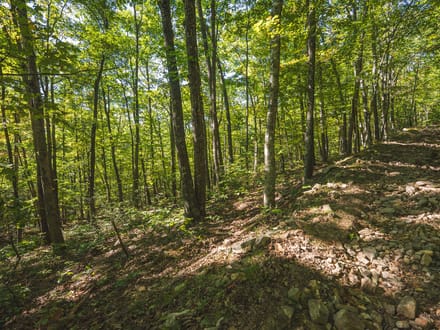 Recreational Land for Sale in Hiwassee, VA! 