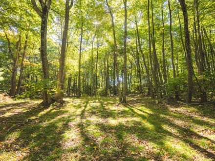 Recreational Land for Sale in Hiwassee, VA! 