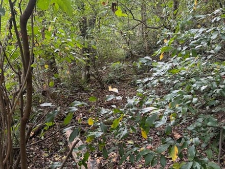 Wooded Lot for Sale in Glade Spring VA