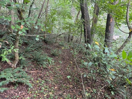 Wooded Lot for Sale in Glade Spring VA