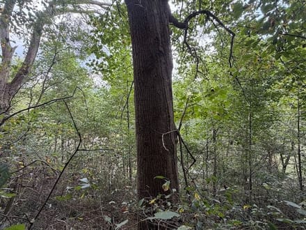 Wooded Lot for Sale in Glade Spring VA