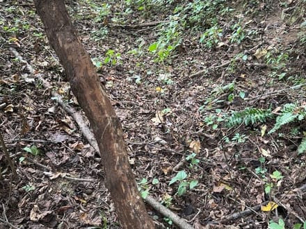 Wooded Lot for Sale in Glade Spring VA