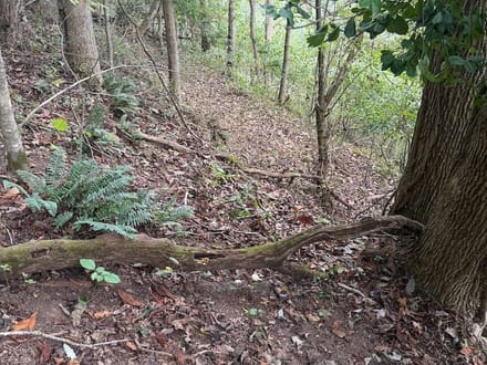Wooded Lot for Sale in Glade Spring VA