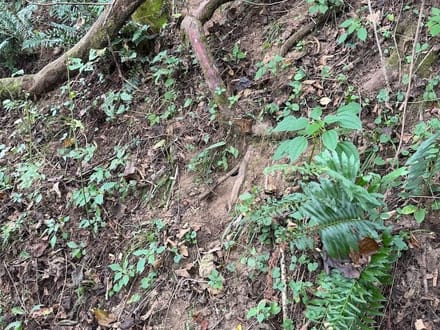 Wooded Lot for Sale in Glade Spring VA