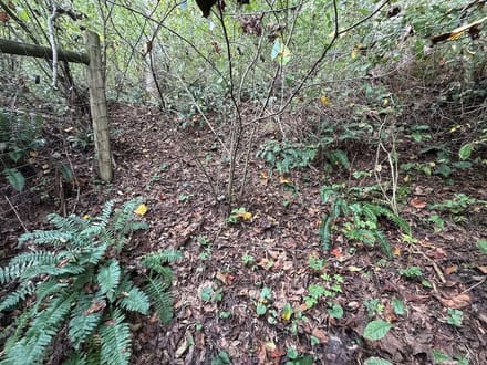 Wooded Lot for Sale in Glade Spring VA