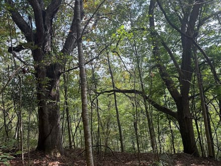 Wooded Lot for Sale in Glade Spring VA