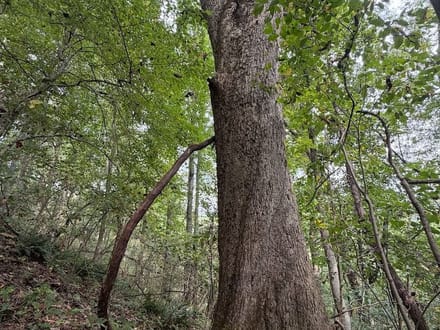 Wooded Lot for Sale in Glade Spring VA