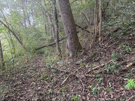 Wooded Lot for Sale in Glade Spring VA