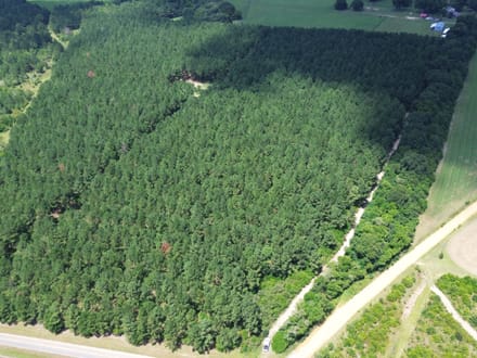 C213 - Buffalo Pond Timber Tract