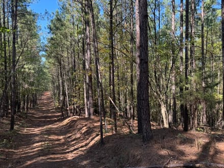 202.59+/- Acres Grassy Island Rd Ellerbe NC