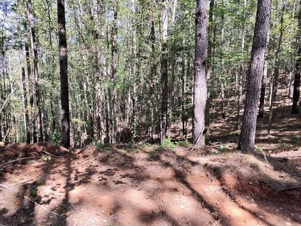 202.59+/- Acres Grassy Island Rd Ellerbe NC