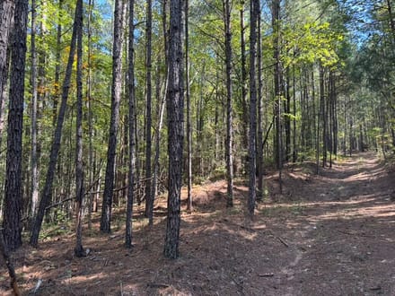 202.59+/- Acres Grassy Island Rd Ellerbe NC
