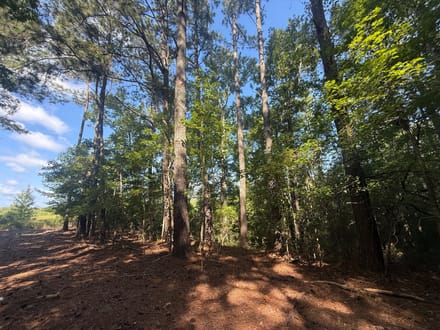 Bertie county tract on the Cashie river