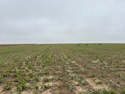 GRANT COUNTY KS 314 ACRES WITH WATER RIGHTS AND CRP INCOME