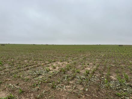 GRANT COUNTY KS 314 ACRES WITH WATER RIGHTS AND CRP INCOME