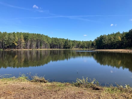 Lake and Forest Beauty