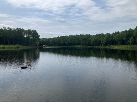 Lake and Forest Beauty
