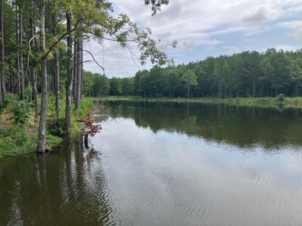 Lake and Forest Beauty