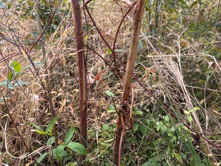 East Webster Hunting and Homesite