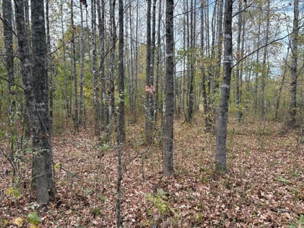 East Webster Hunting and Homesite