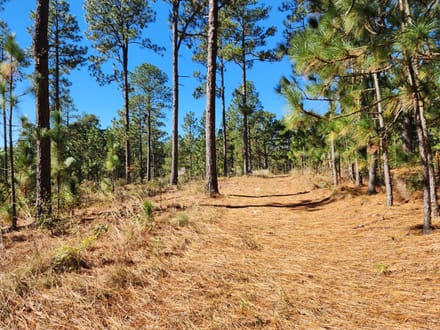 213 Acres, Pond and Cabin