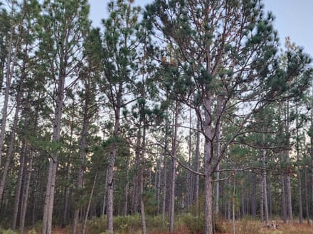 213 Acres, Pond and Cabin