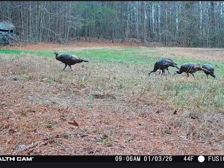 85 +/- Ac. Sportsmans Paradise, Eagle Springs NC