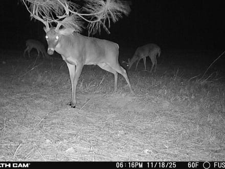85 +/- Ac. Sportsmans Paradise, Eagle Springs NC