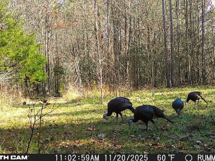 85 +/- Ac. Sportsmans Paradise, Eagle Springs NC