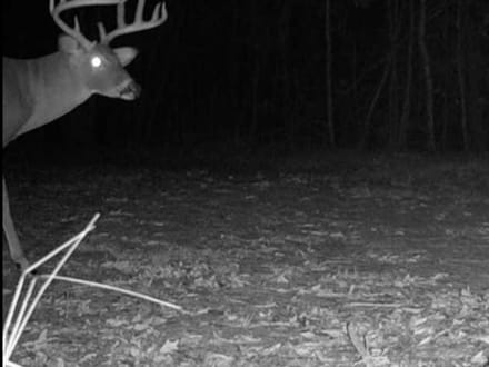 85 +/- Ac. Sportsmans Paradise, Eagle Springs NC