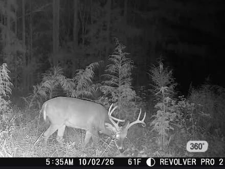 85 +/- Ac. Sportsmans Paradise, Eagle Springs NC