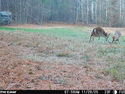 85 +/- Ac. Sportsmans Paradise, Eagle Springs NC
