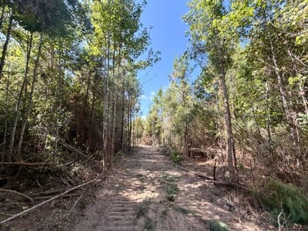 18 Acres Washington Parish | LA