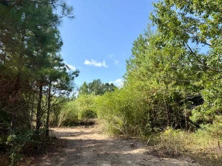 18 Acres Washington Parish | LA