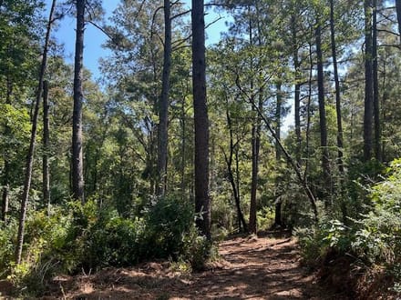 53 acres Charlie Rhodus Road 