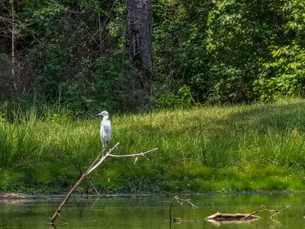 Blue Hollow Farm of Bossier Parish, +/-410 Acres