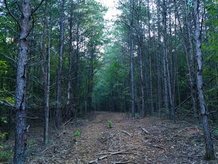 Cane Creek Tract B