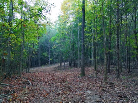 Cane Creek Tract B