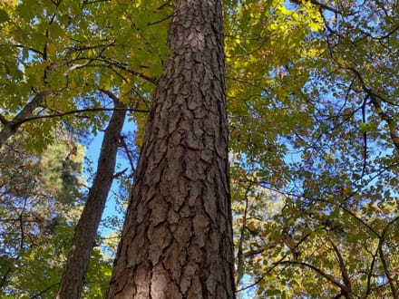 Panther Creek