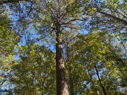 Panther Creek