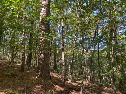 Panther Creek