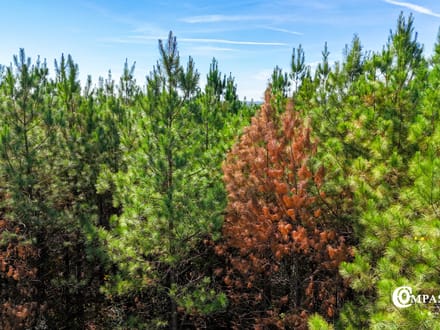 MUDDY FORK TRACT