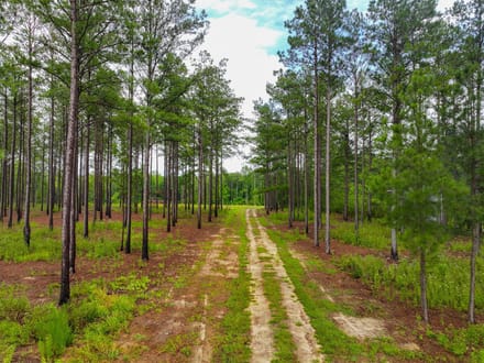 1 Acre Parcel minutes from Auburn City Limits Pine Ridge lot 12