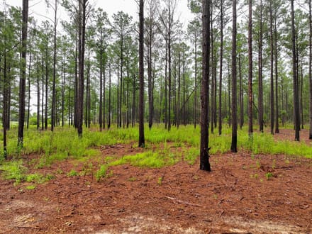 1 Acre Parcel minutes from Auburn City Limits Pine Ridge lot 12