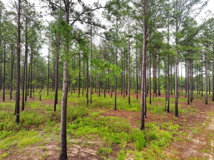 1 Acre Parcel minutes from Auburn City Limits Pine Ridge lot 12